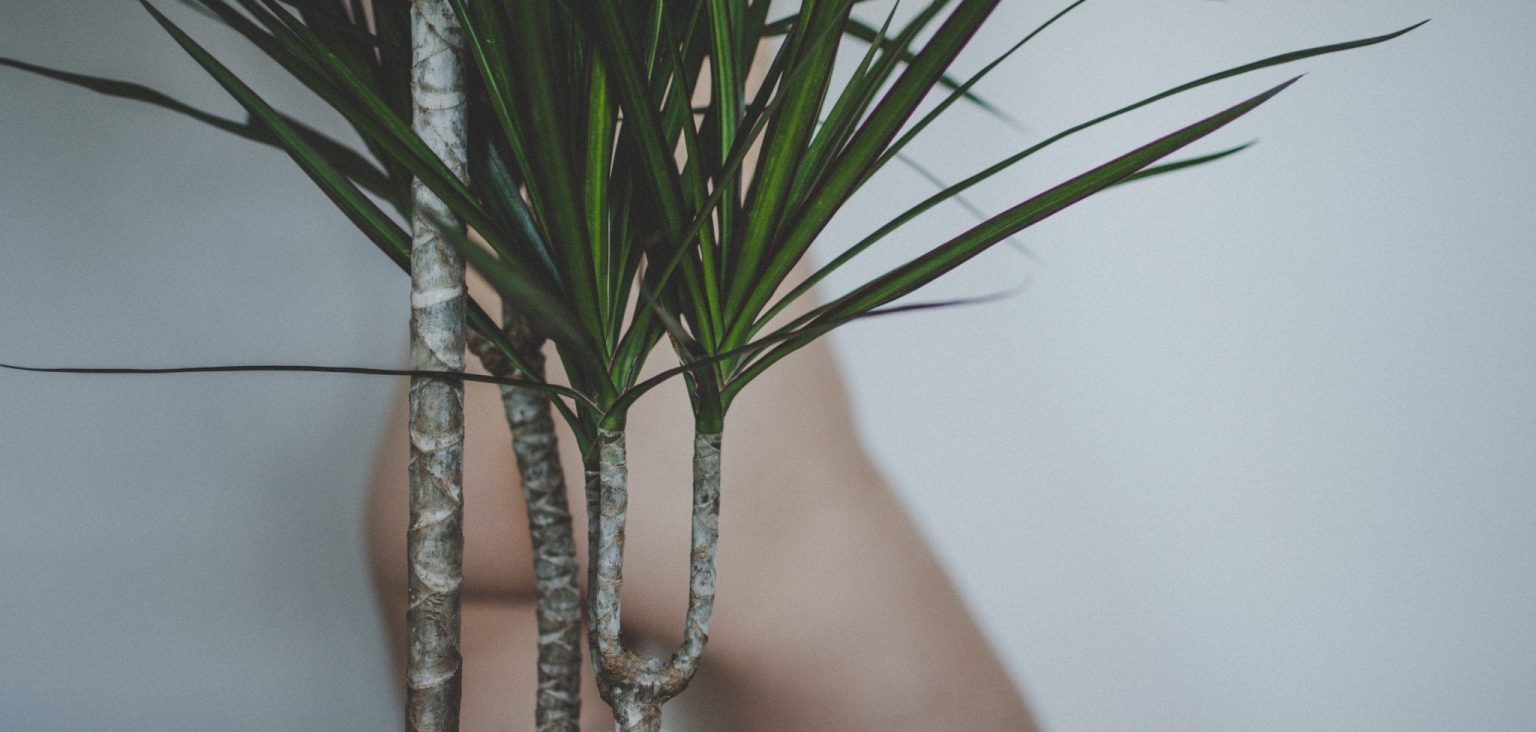 Eating Disorders, the Entertainment Industry, and the Body Diversity of Trees photo by Jana Sabeth